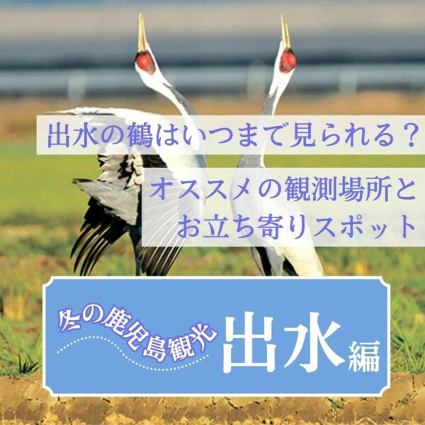 【冬の鹿児島観光】出水の鶴はいつまで見られる？オススメの観測場所とお立ち寄りスポット